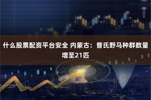 什么股票配资平台安全 内蒙古：普氏野马种群数量增至21匹